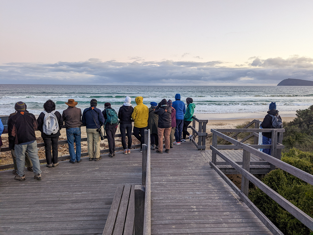 Evening penguin watch at the neck, Tasmania