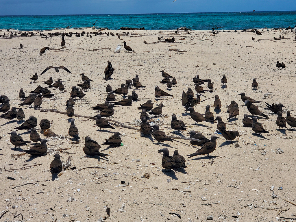 Birds nesting Michaelmas Cay