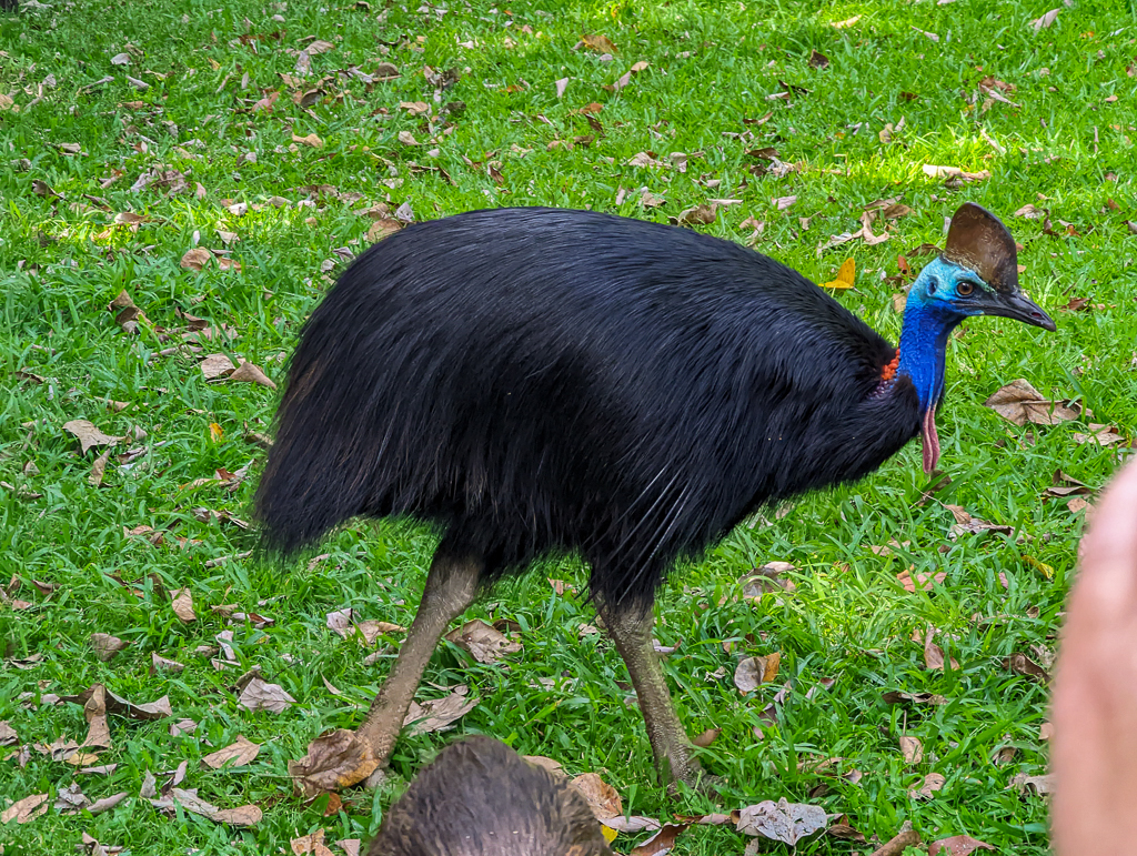Cassowary at Mt Hypipamee