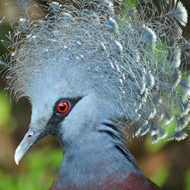 Victoria Crowned-Pigeon, Papua New Guinea