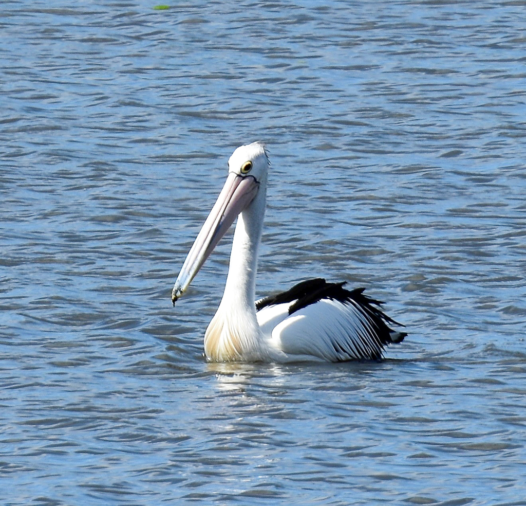 Australian Pelican