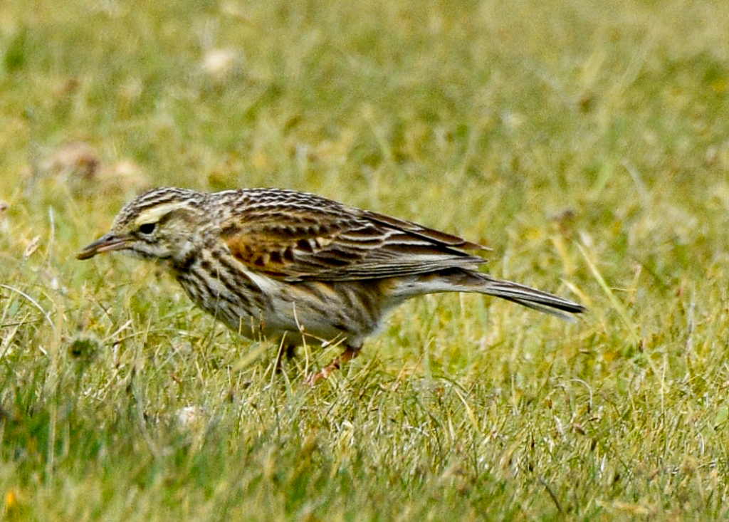 Australian Pipit