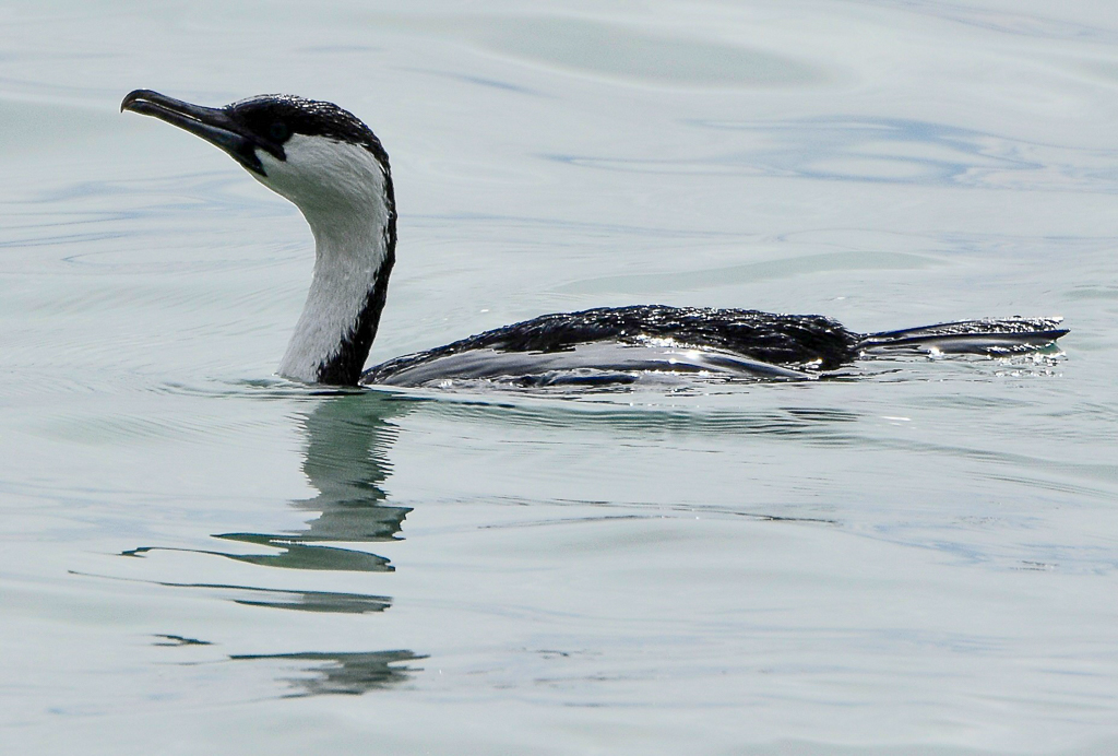 Black-faced Cormorant