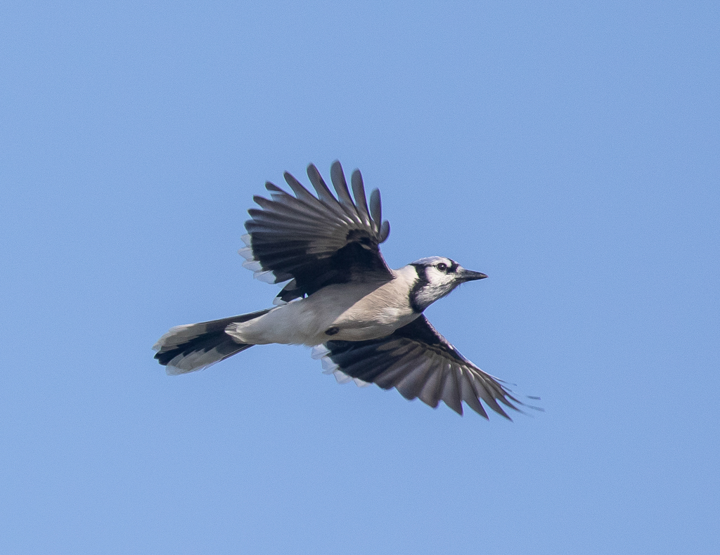 Blue Jay in flight