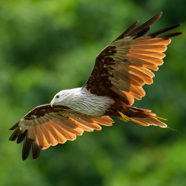 Brahminy Kite in flight on blur trees background