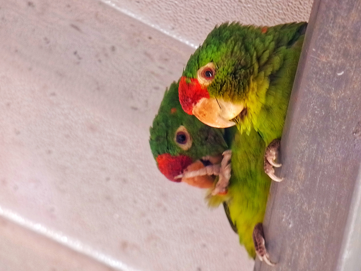 Crimson-fronted Parakeets