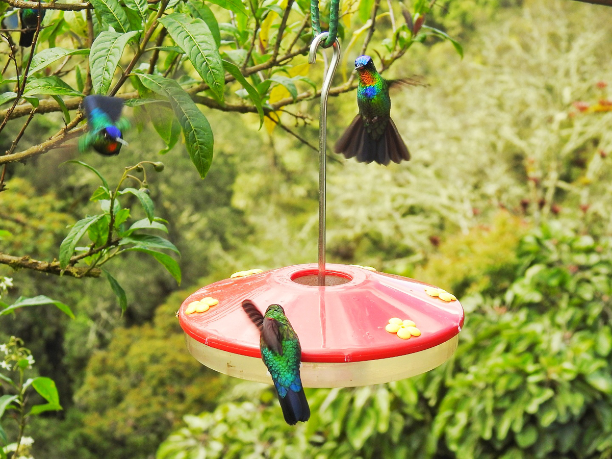 Fiery-throated Hummingbirds, Costa Rica