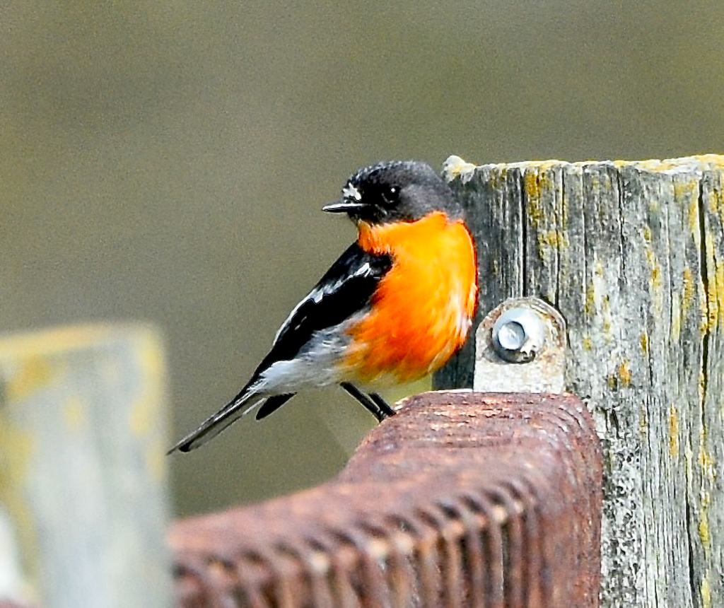 Flame Robin