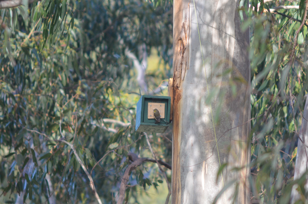 Forty-spotted Pardalote at nest box