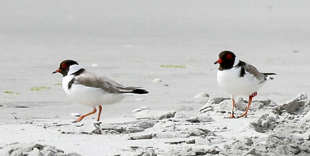 Hooded Plover 