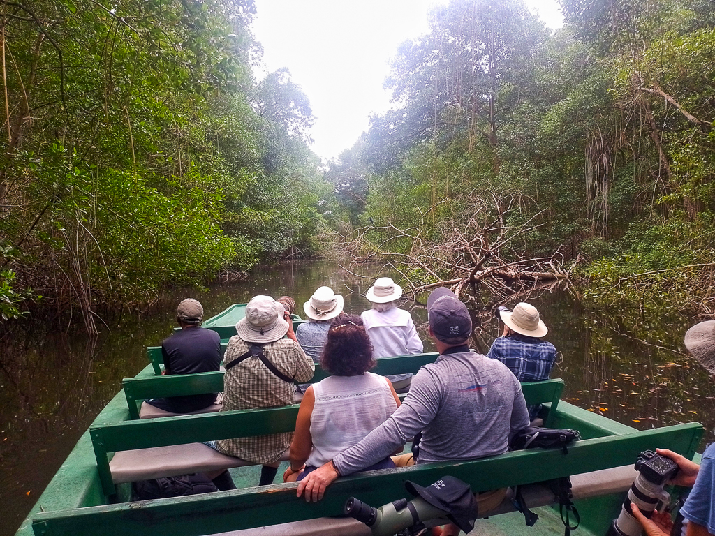 Mangrove boat tour, Caroni Swamp, Trinidad