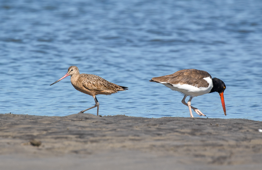 Marbled Godwit and American Oystercatcher