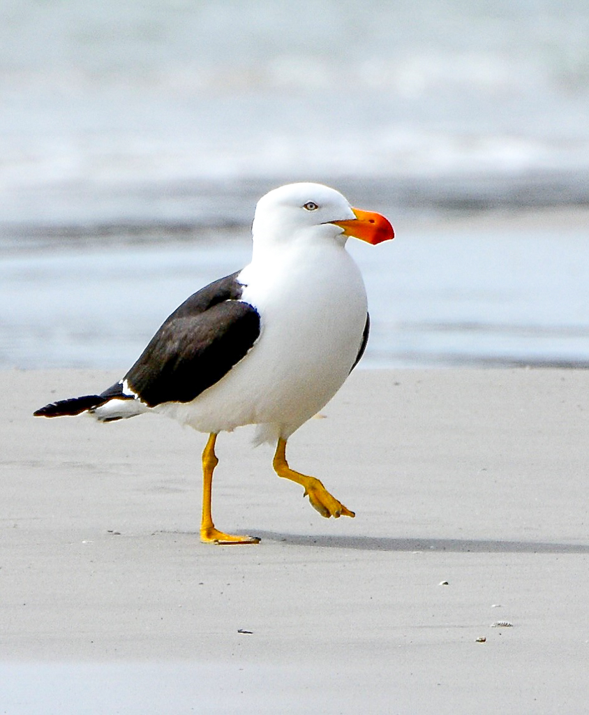 Pacific Gull, Tasmania
