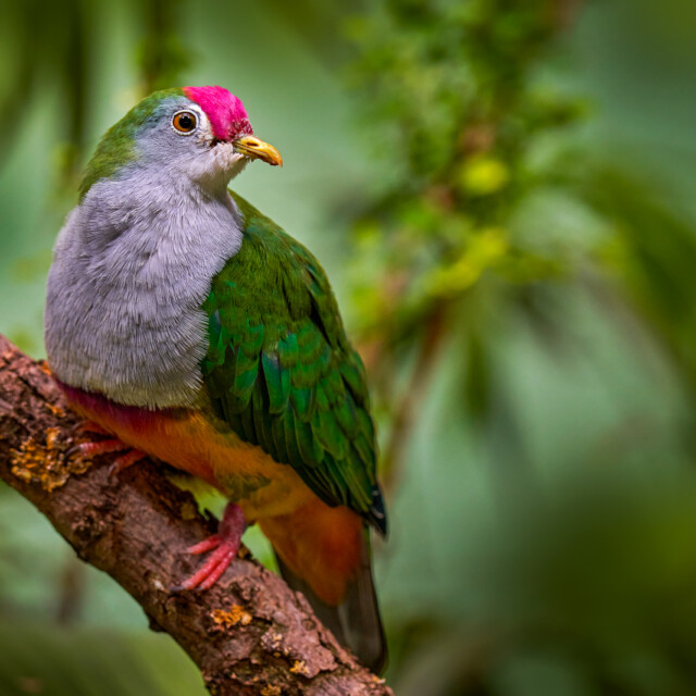 Red-bellied fruit dove, Ptilinopus greyi, in lowland forest