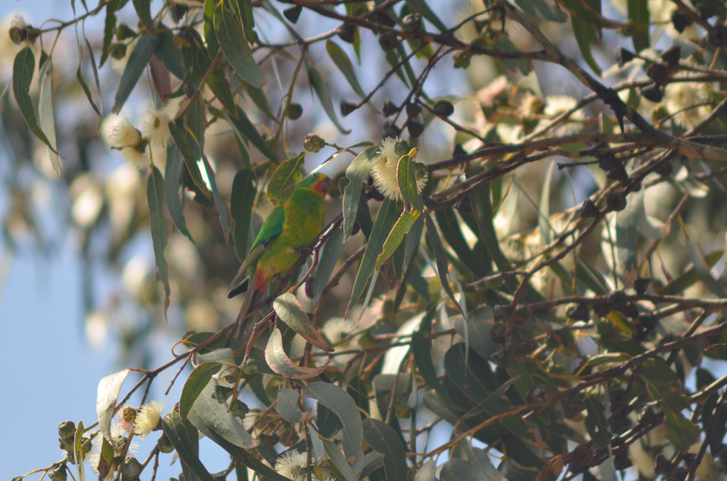 Swift Parrot in Eucalypt