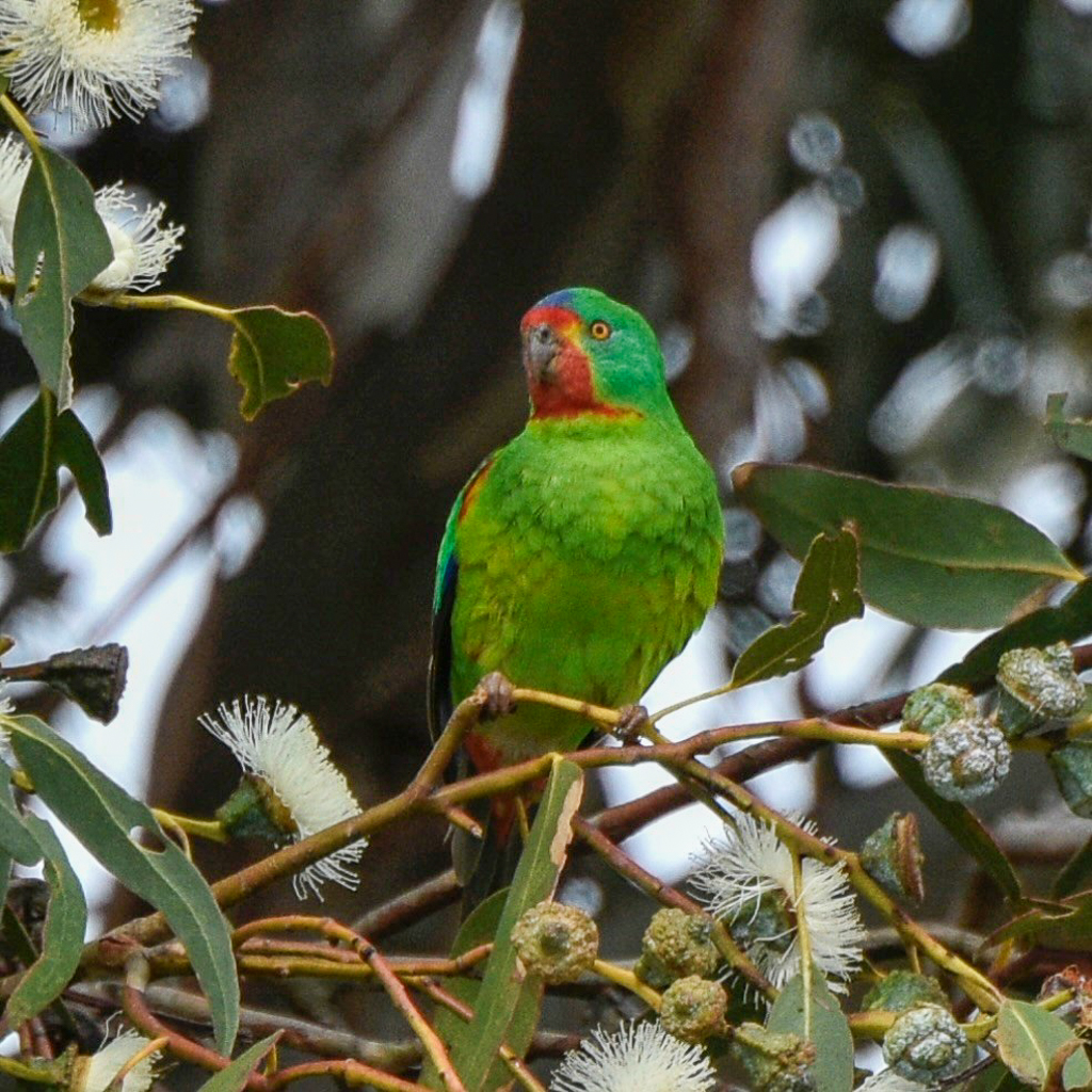 Swift Parrot, Tasmania
