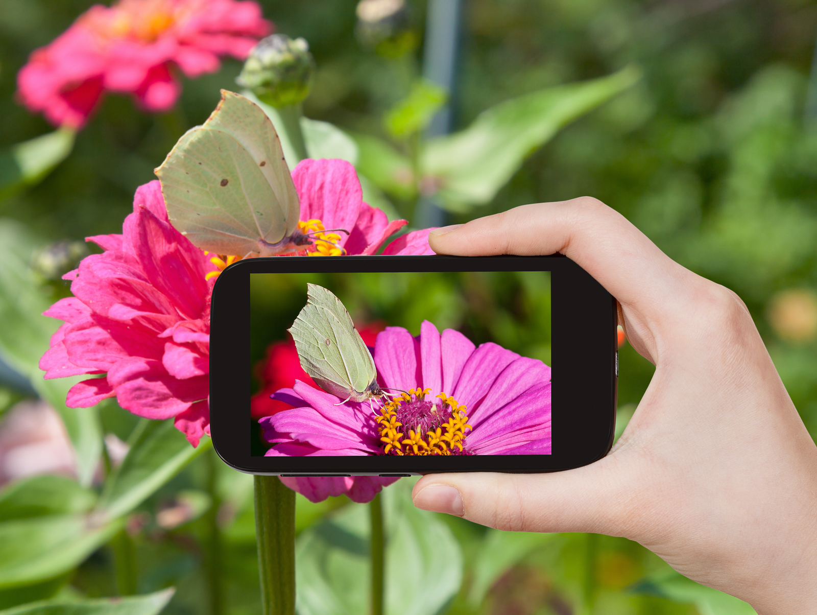 travel concept - tourist taking photo of butterfly Brimstone on pink Zinnia flower on mobile gadget