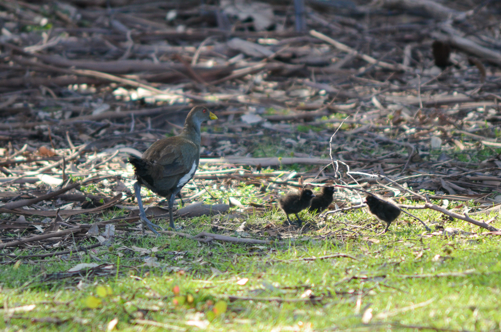 Tasmanian Native hen with chicks.