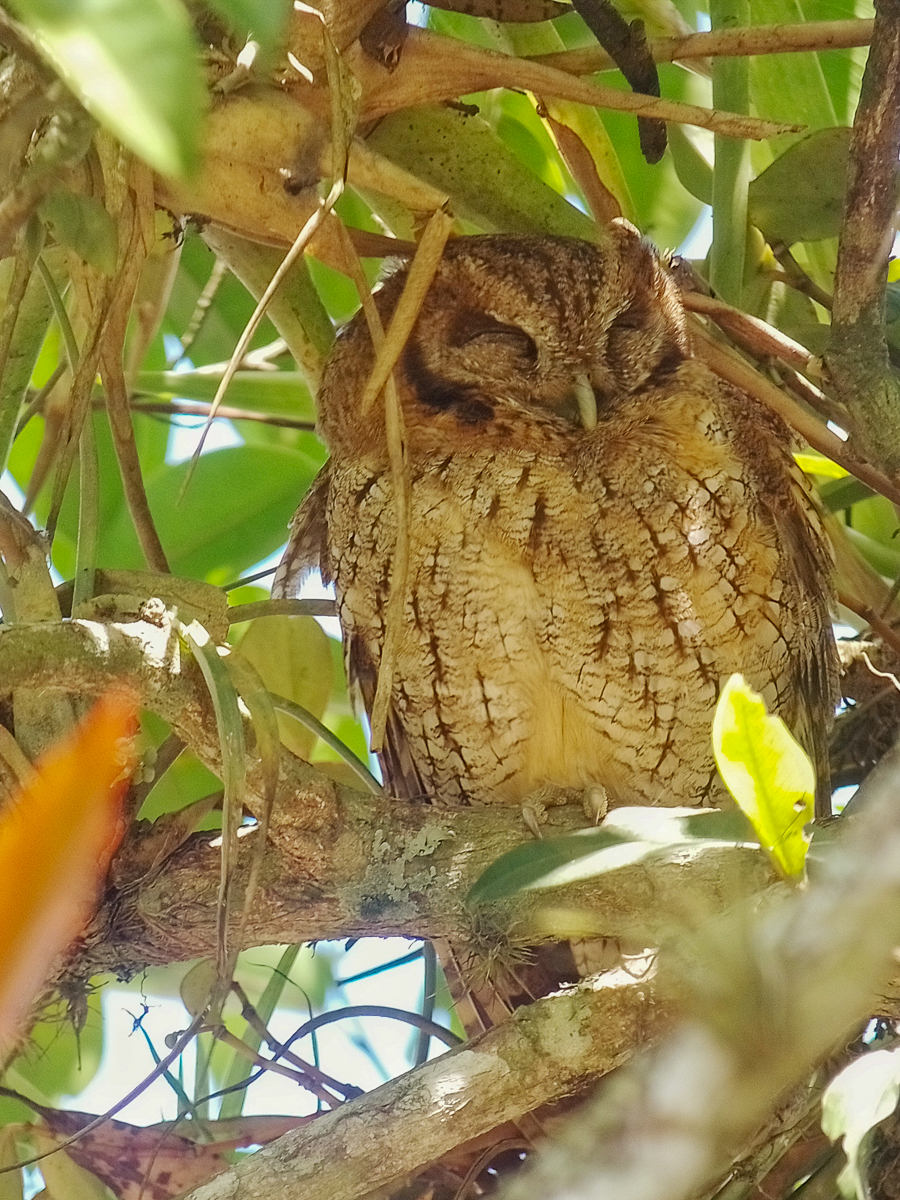 Tropical Screech Owl, Costa Rica