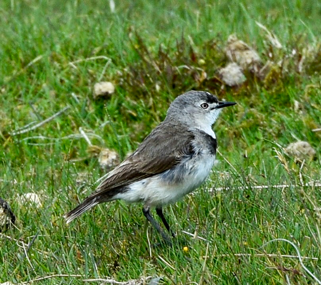 White-fronted Chat