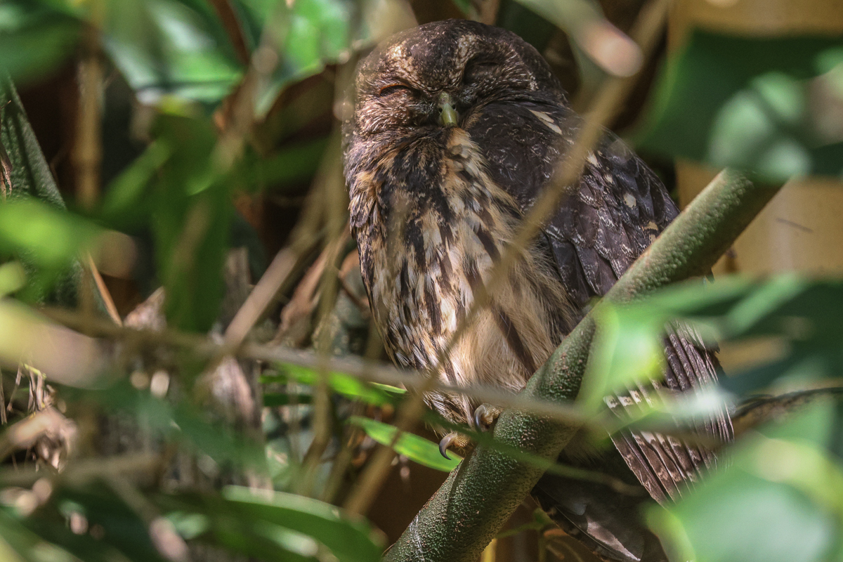Mottled Owls, Costa Rica