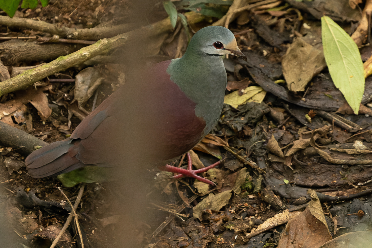 Buff-fronted Quail-dove
