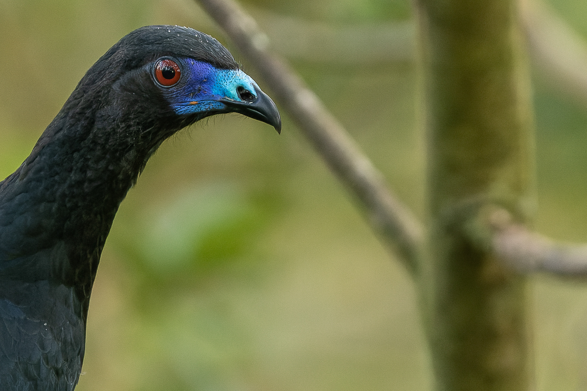 Black Guan, Costa Rica