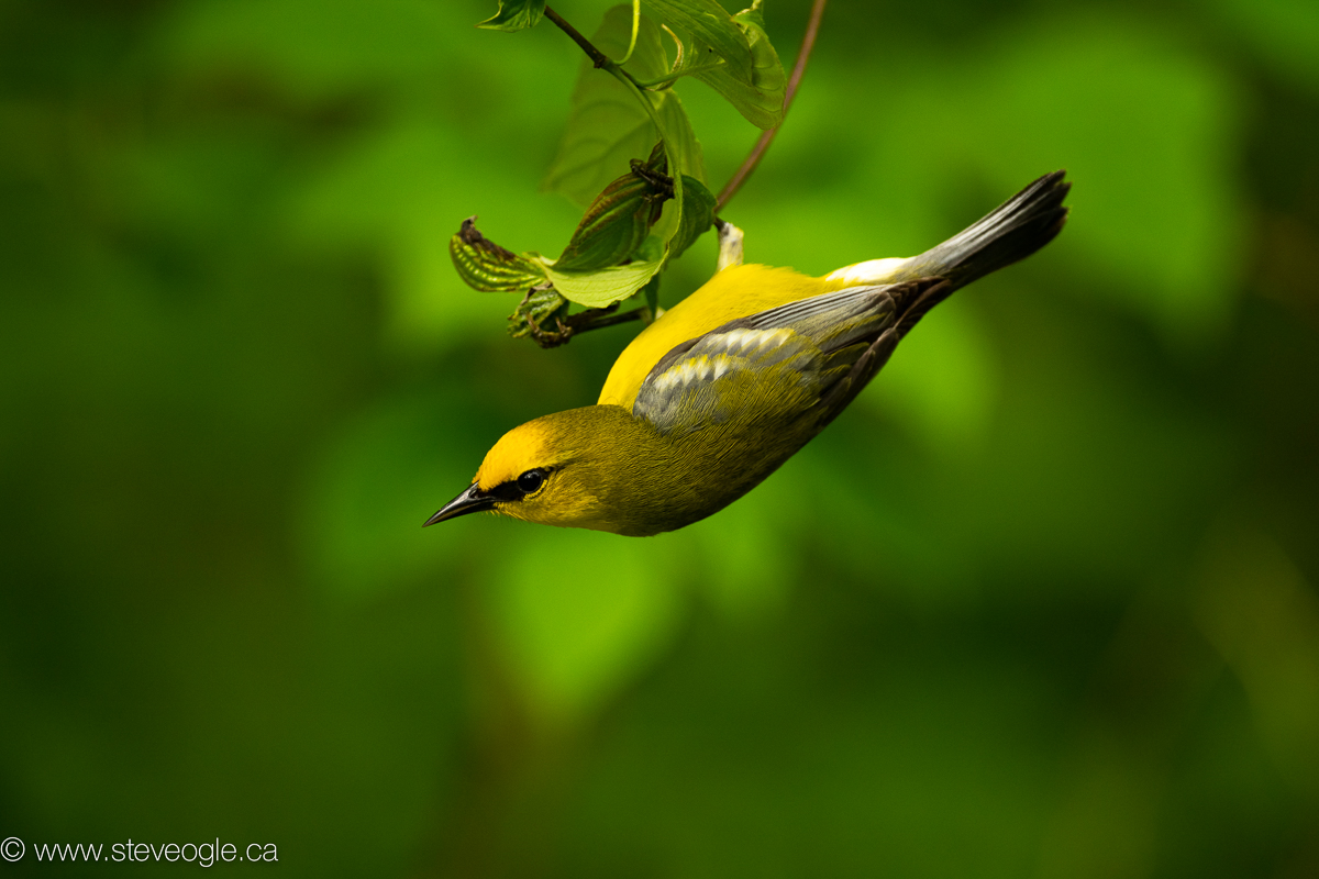 Warblers, like this Blue-winged Warbler, are an exciting subject at Point Pelee, Ontario.