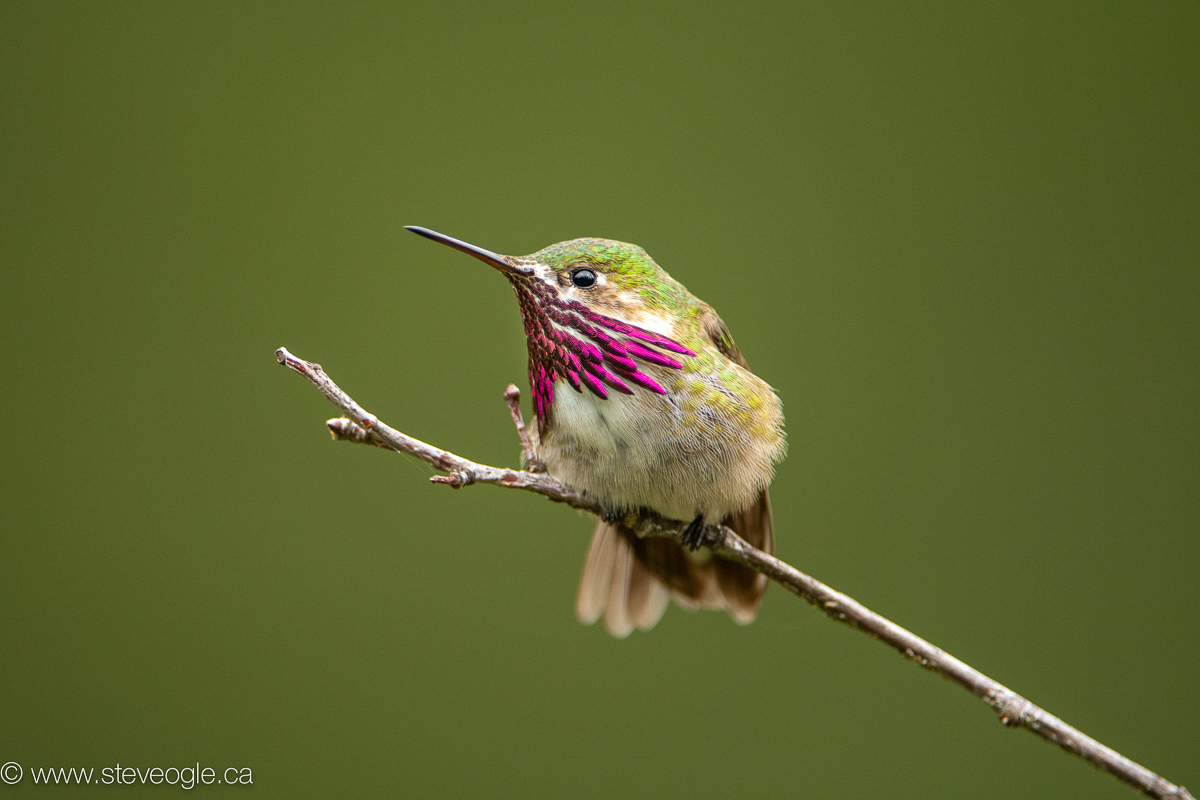 Photographing hummingbirds on a perch (in this case, a male Calliope) is best done in nice even light at mid-day to capture all the beauty of the stunning gorget.
