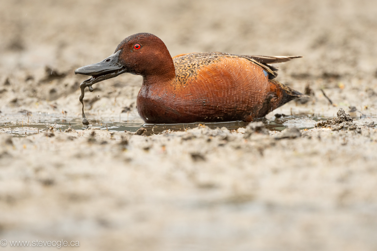 Getting down and dirty (but not as dirty as this Cinnamon Teal!) helped create foreground bokeh in this image.