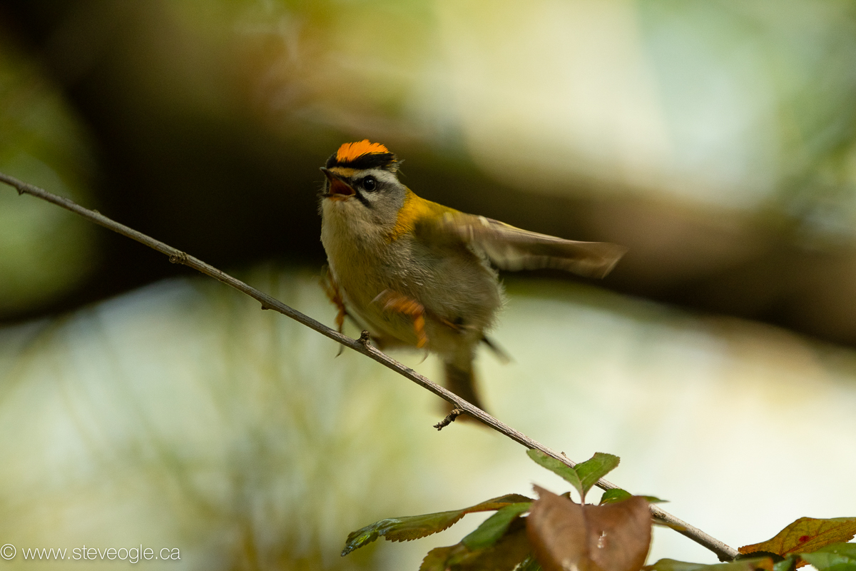 This male Common Firecrest was in a dark forest and I was just lucky enough to catch it in mid-hop with its eye in focus.