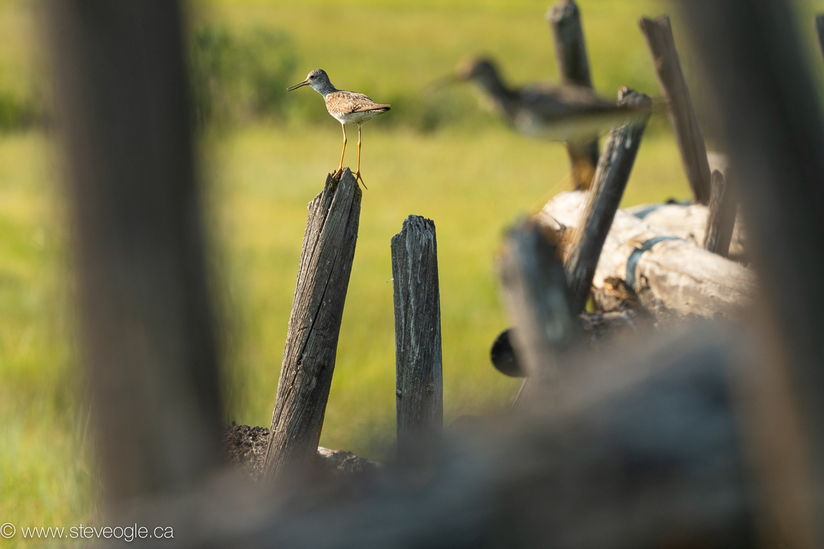 Narrowing the aperture and therefore broadening the depth-of-field helps create some context in this image of a pair of Lesser Yellowlegs in British Columbia.