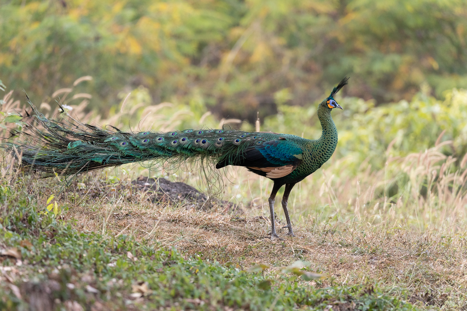 Green Peafowl at Ban Hong Non-hunting Area, near Chiang Mai