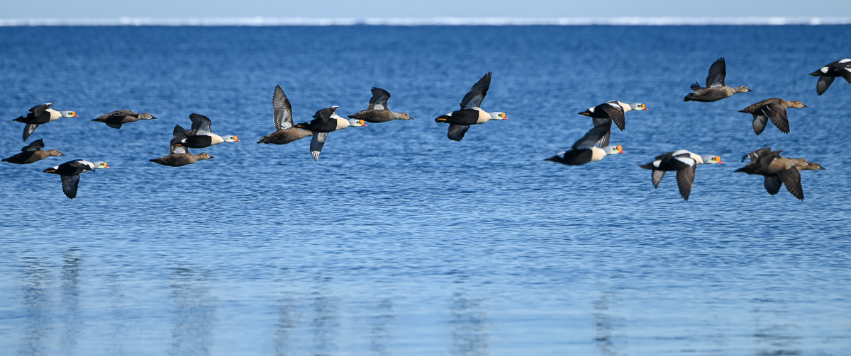 A flock of King Eider fly by at the floe edge