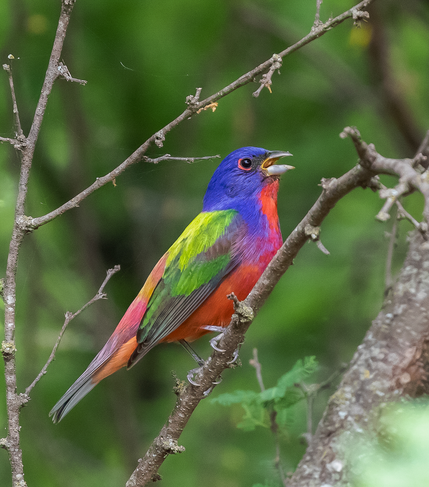 Painted Bunting, TExas