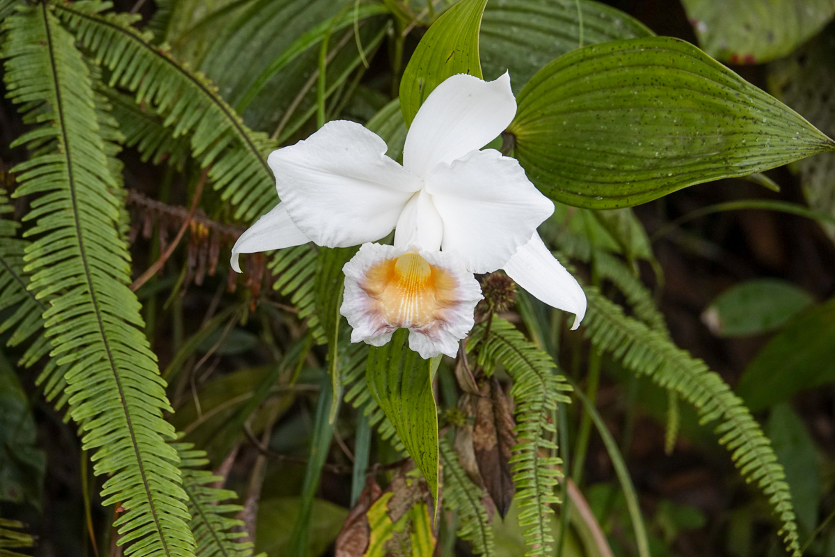Roadside orchid