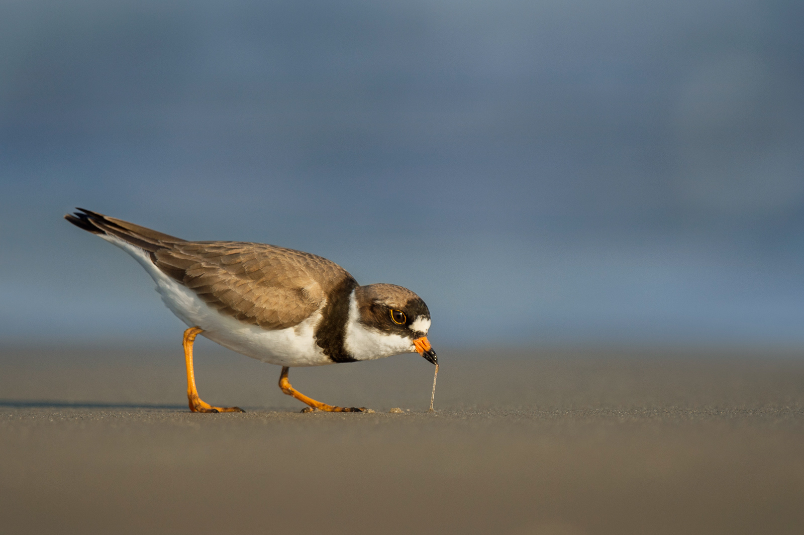 A Semipalmated Plover pulls a worm from the beach sand in the late evening sunlight with the ocean in the background.