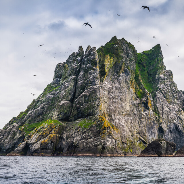 Clouds of seabirds, gannets, fulmars and skuas flying around the dramatic cliffs of Boreray, the precipitous island in the North Altantic archipelago of St. Kilda, the remote islands far west of the Outer Hebrides, Scotland.