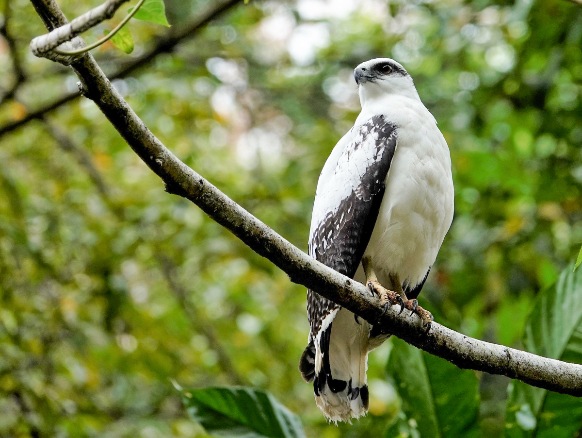 White Hawk, Panama