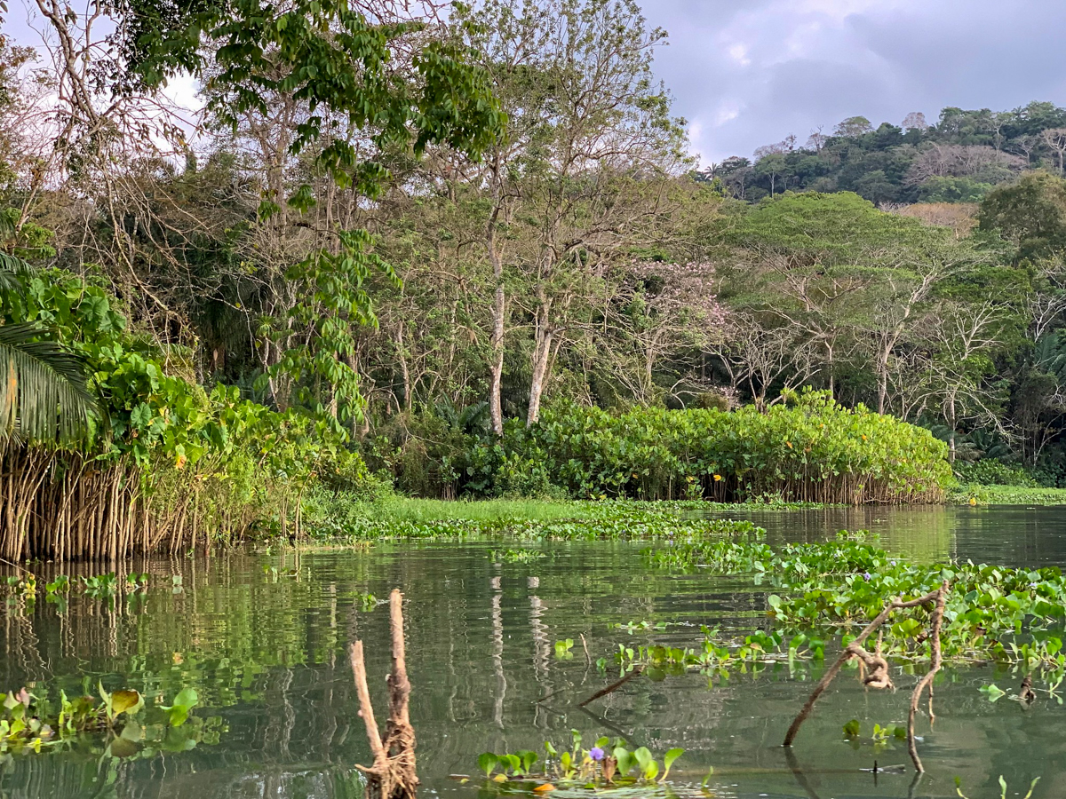 Canal mangroves, Panama