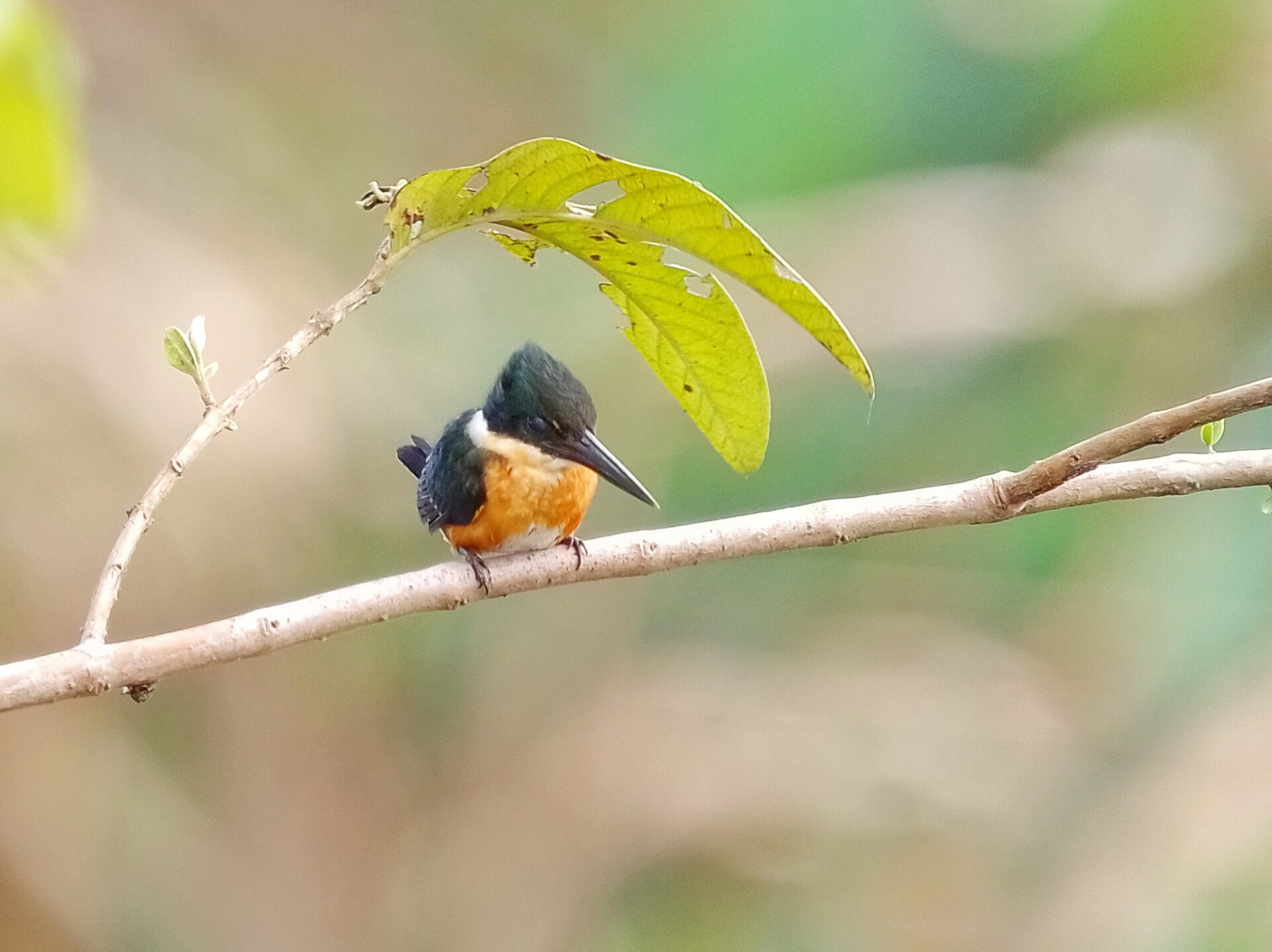 American Pygmy Kingfisher