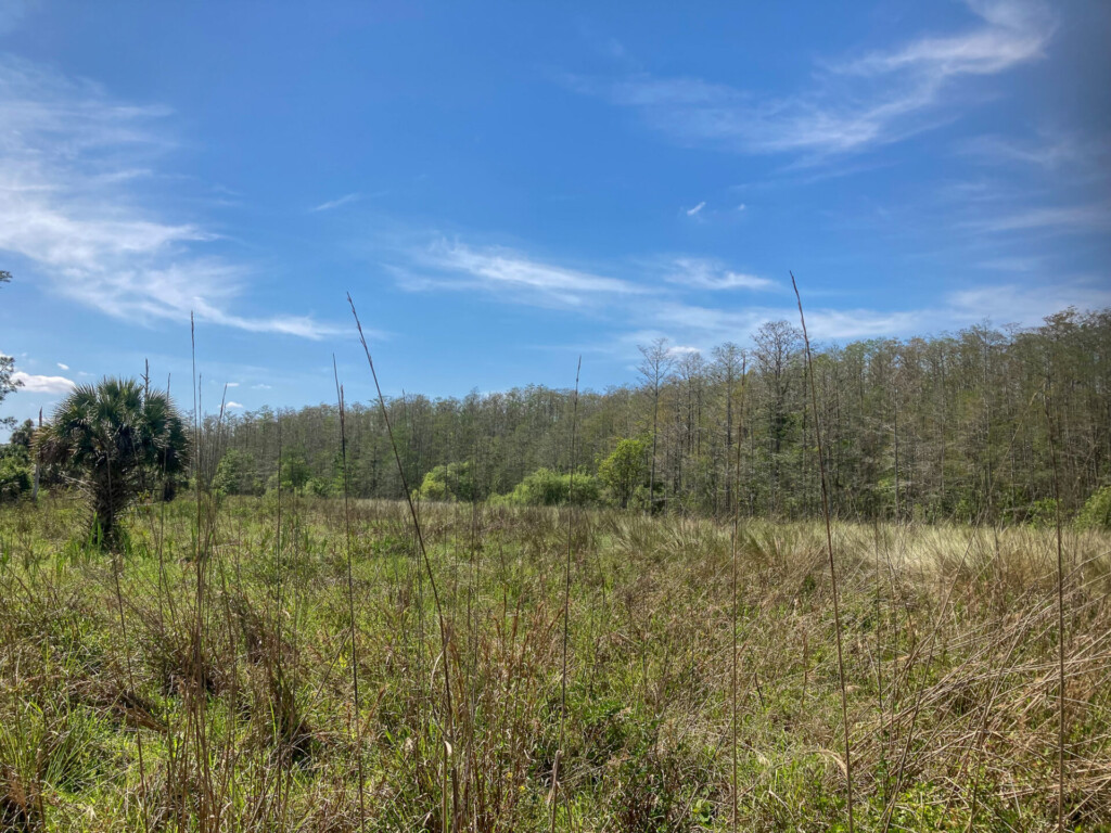 Florida 2023 Trip Report EagleEye Tours