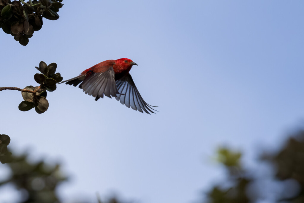 Amy Rangel Hawaii 2023 Trip Report - Eagle-Eye Tours
