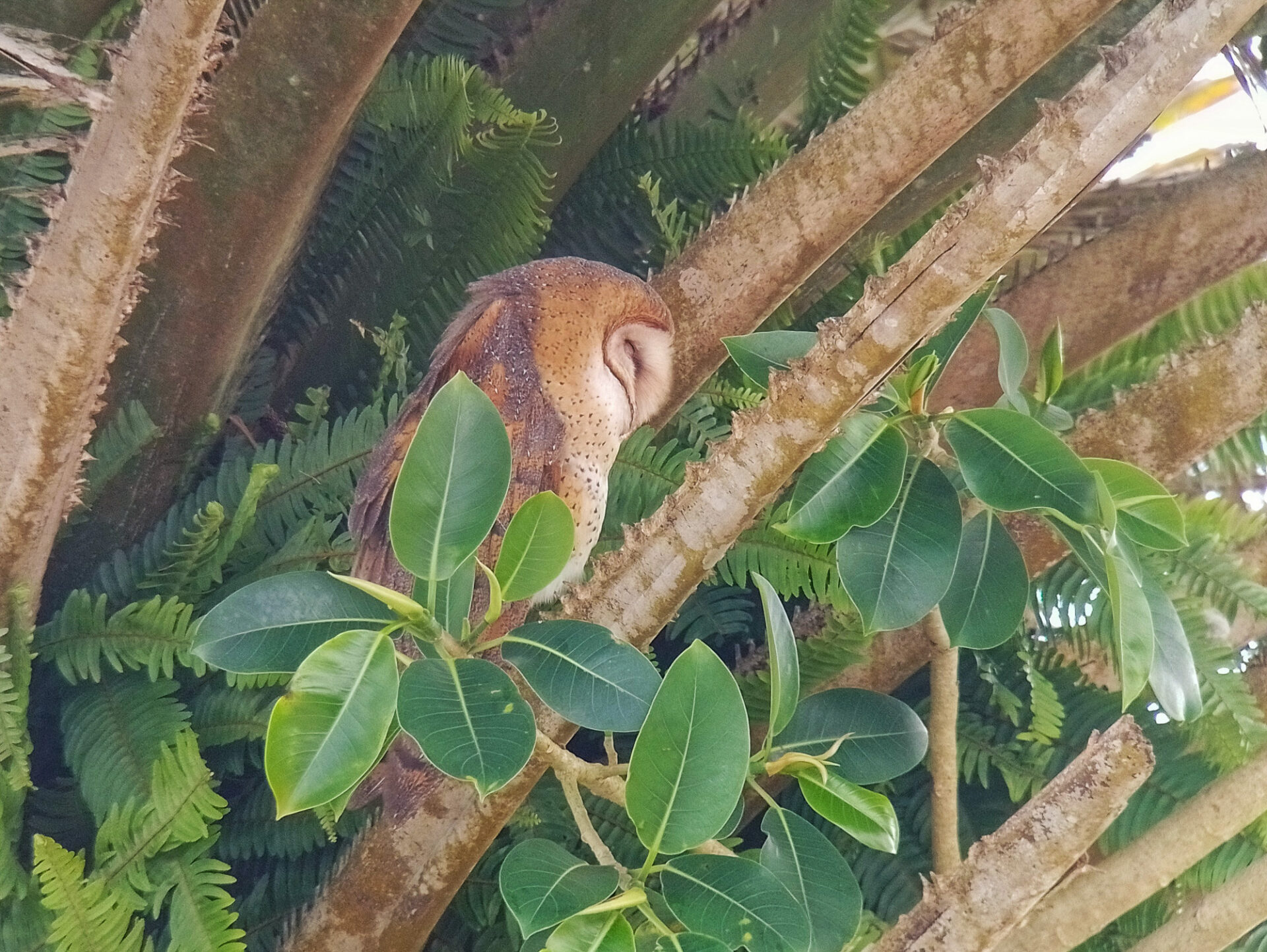 Barn Owl