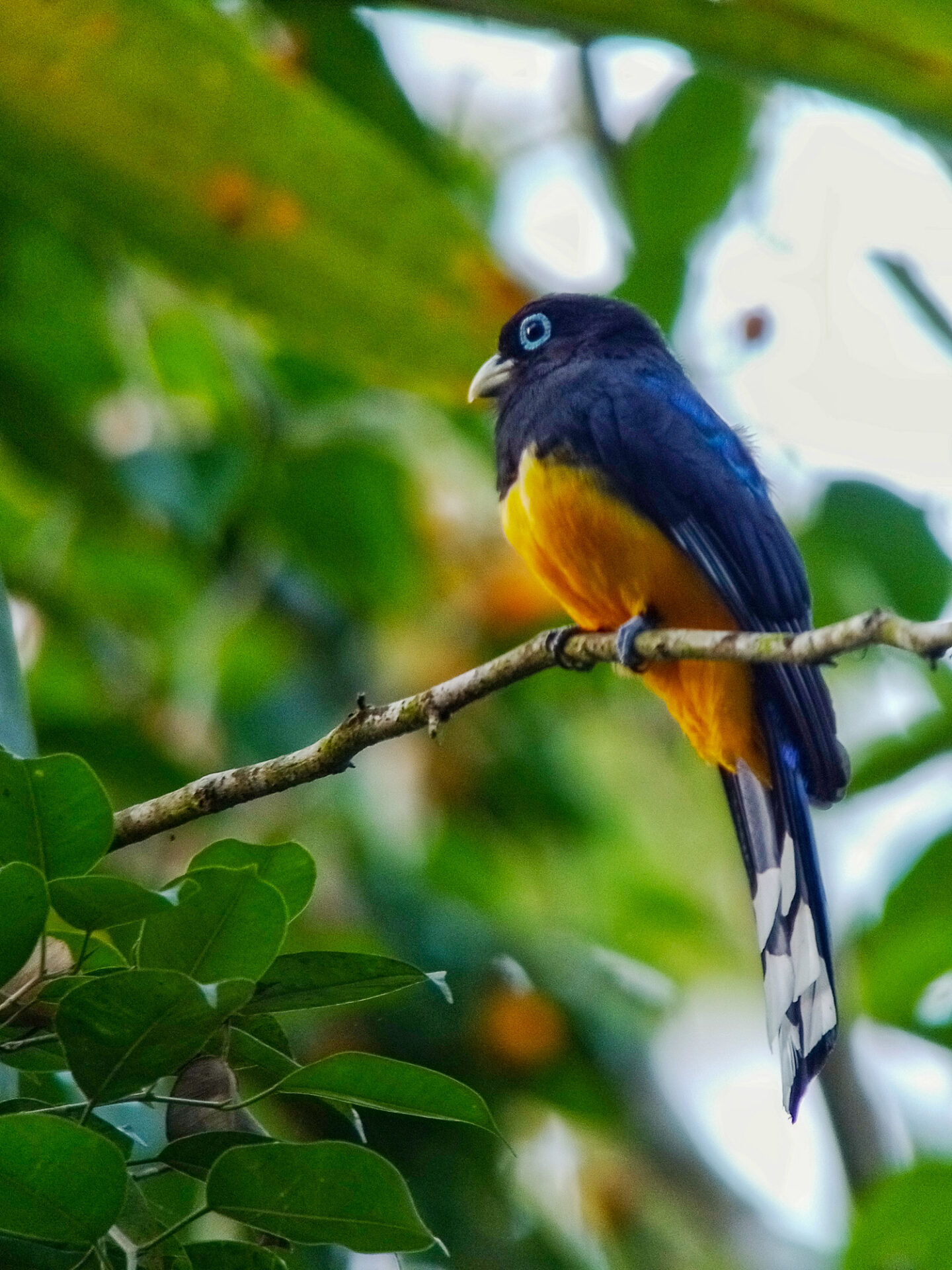 Black-headed Trogon, Costa Rica