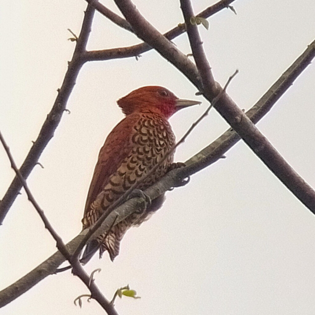 Cinnamon Woodpecker, Costa Rica