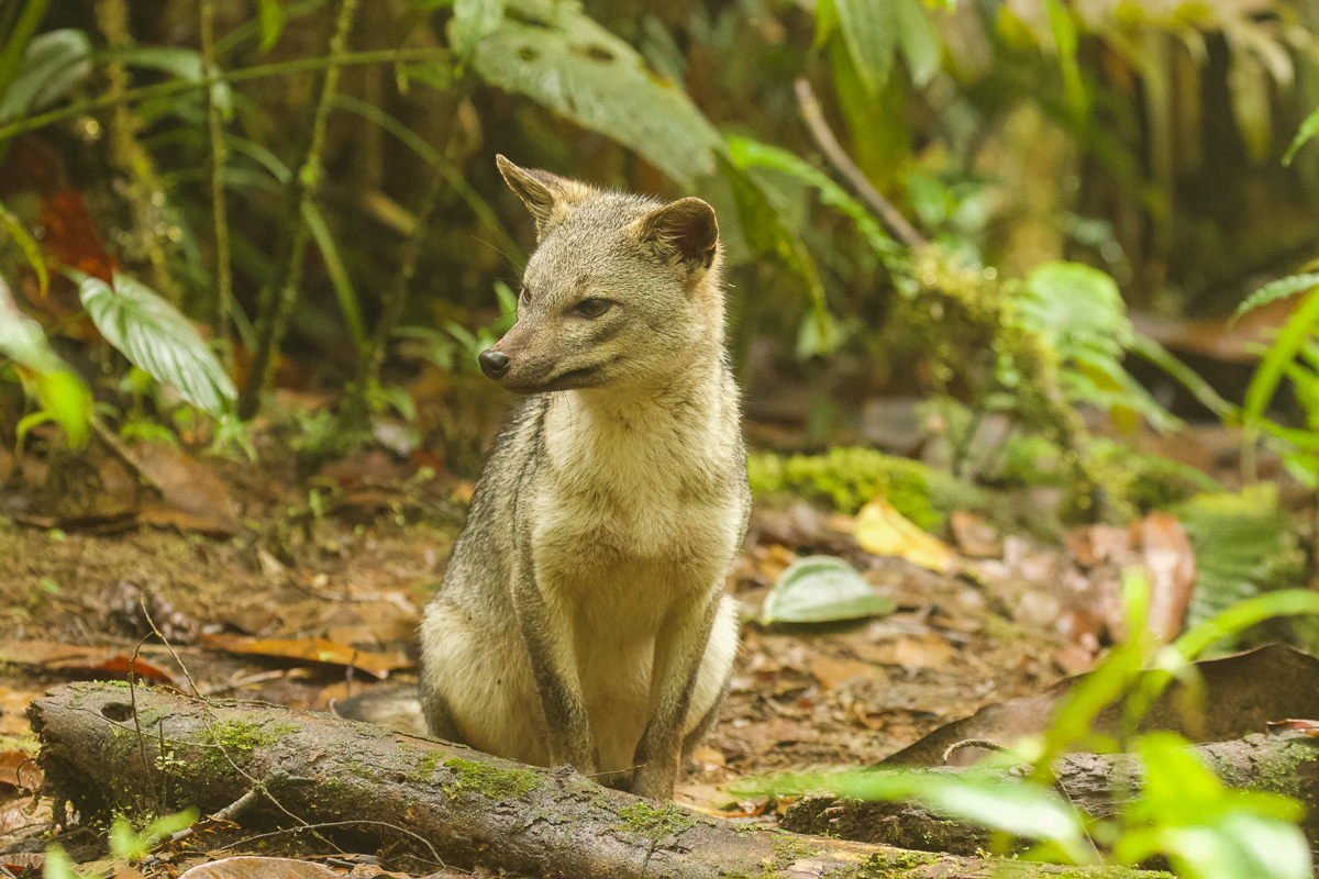 Crab-eating Fox Colombia 