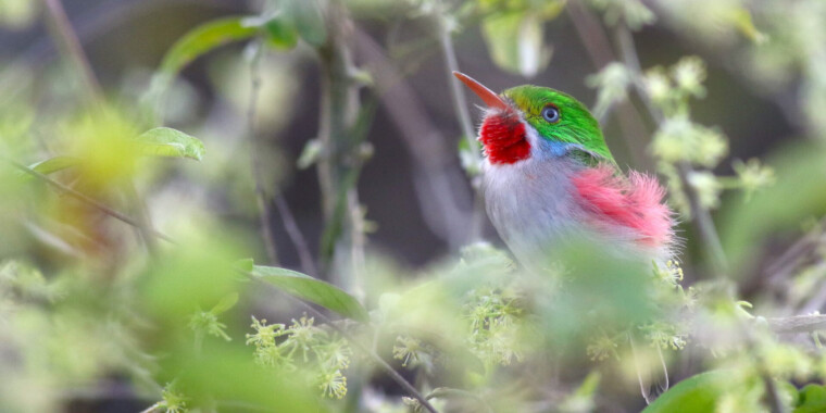 Cuba Birding Tour 2023 Trip Report