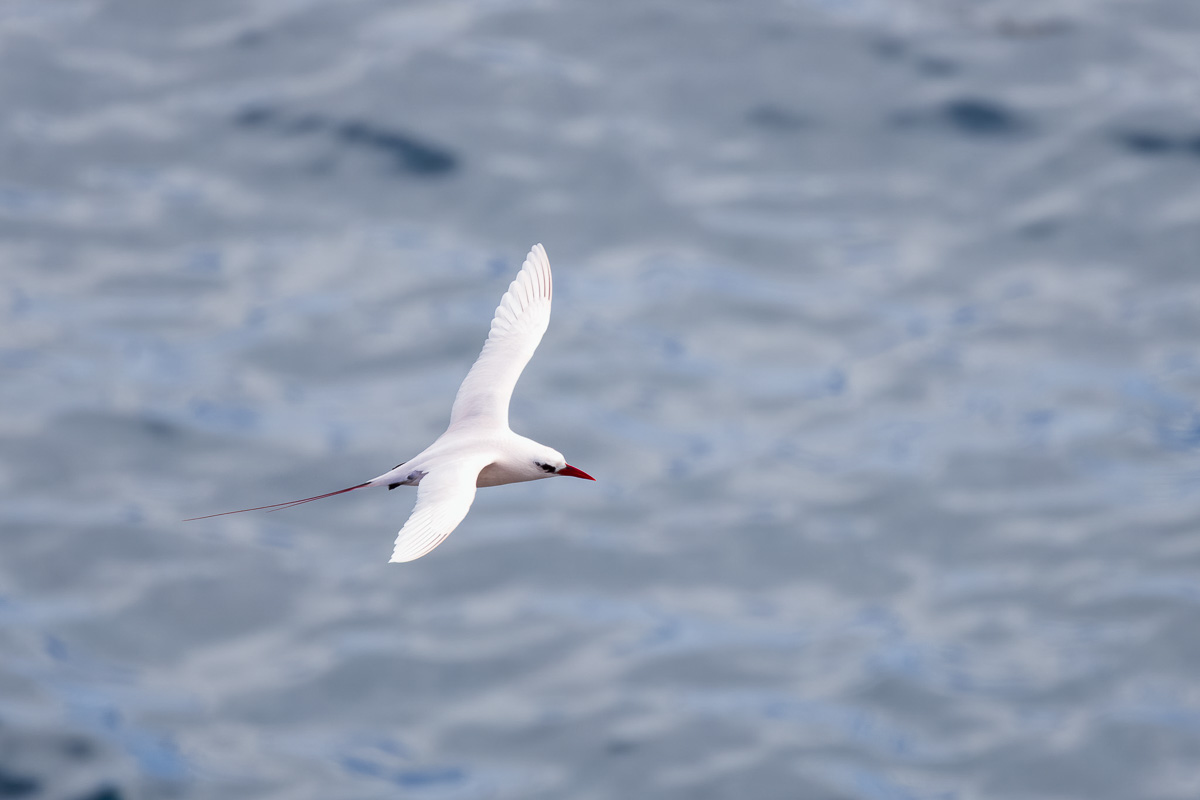 Red-tailed-Tropicbird