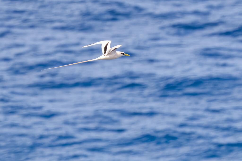 Amy Rangel Hawaii 2023 Trip Report - Eagle-Eye Tours